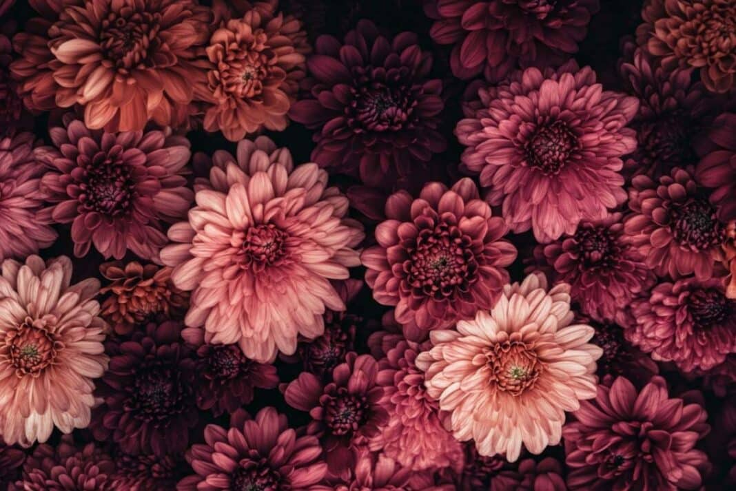 Ne İlk Kasım Ne Son Kasımpatı: Mevsimsel Tüketim Davranışının Psikolojisi