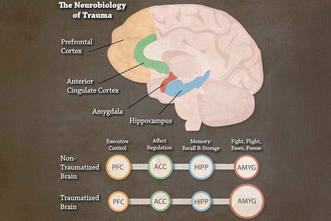 Travma: Bir Anı Değil, Sinir Sisteminde Bırakılan Bir İzdir