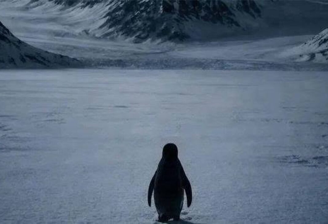 Kendi Rotasını Çizen Penguen